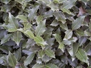 Ilex aquifolium (Houx)