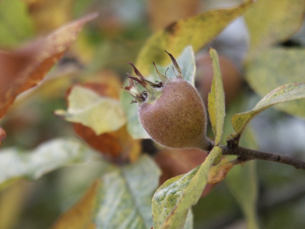 Mespilus germanica (Néflier)