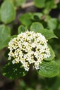 Viburnum lantana (Viorne mancienne)