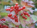 Viburnum opulus (Viorne obier)