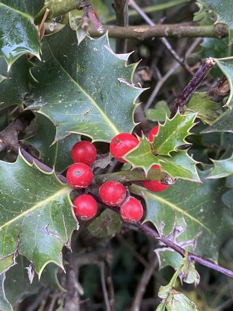 Ilex aquifolium (Houx)