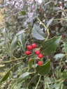 Ilex aquifolium (Houx)