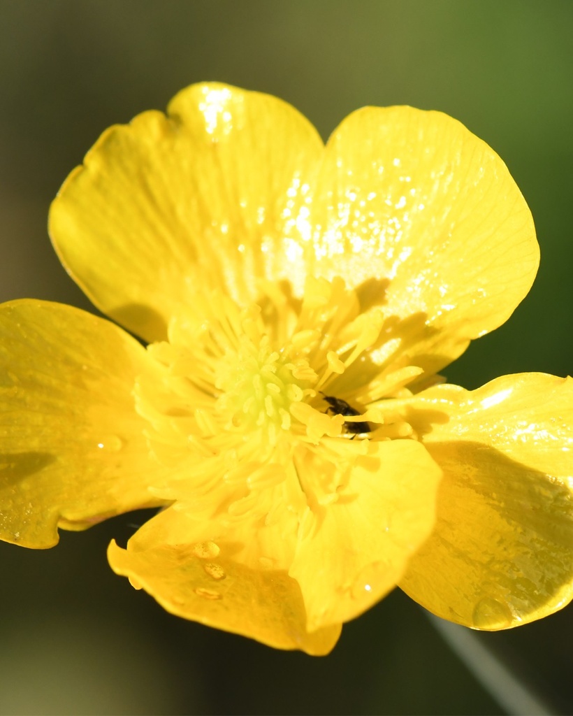 Ranunculus acris1