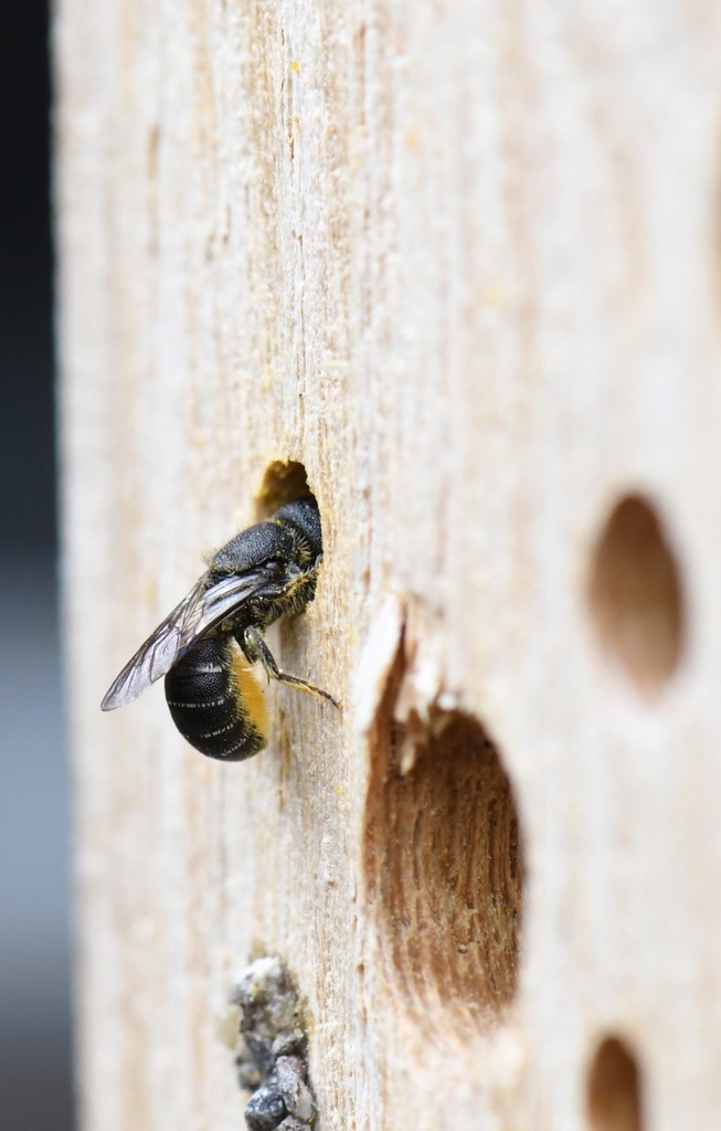 Hôtel à insectes pour jardinière