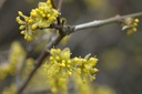 Cornus mas (Cornouiller mâle)