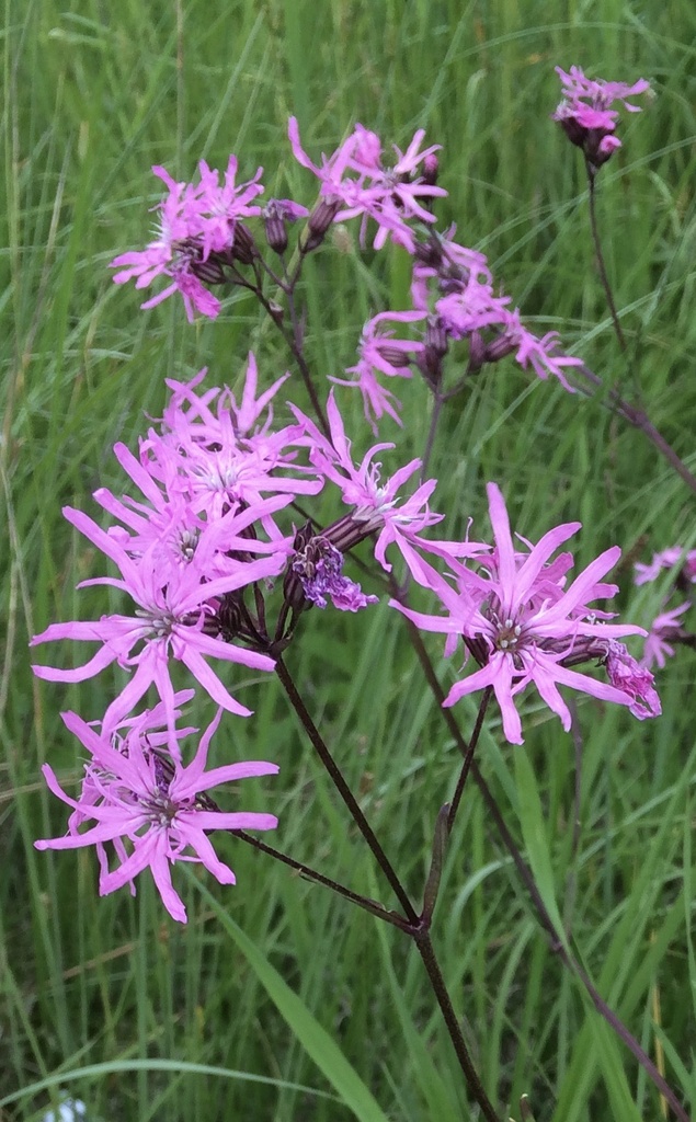 [BIO] Lychnis flos-cuculi (Fleurs de coucou)