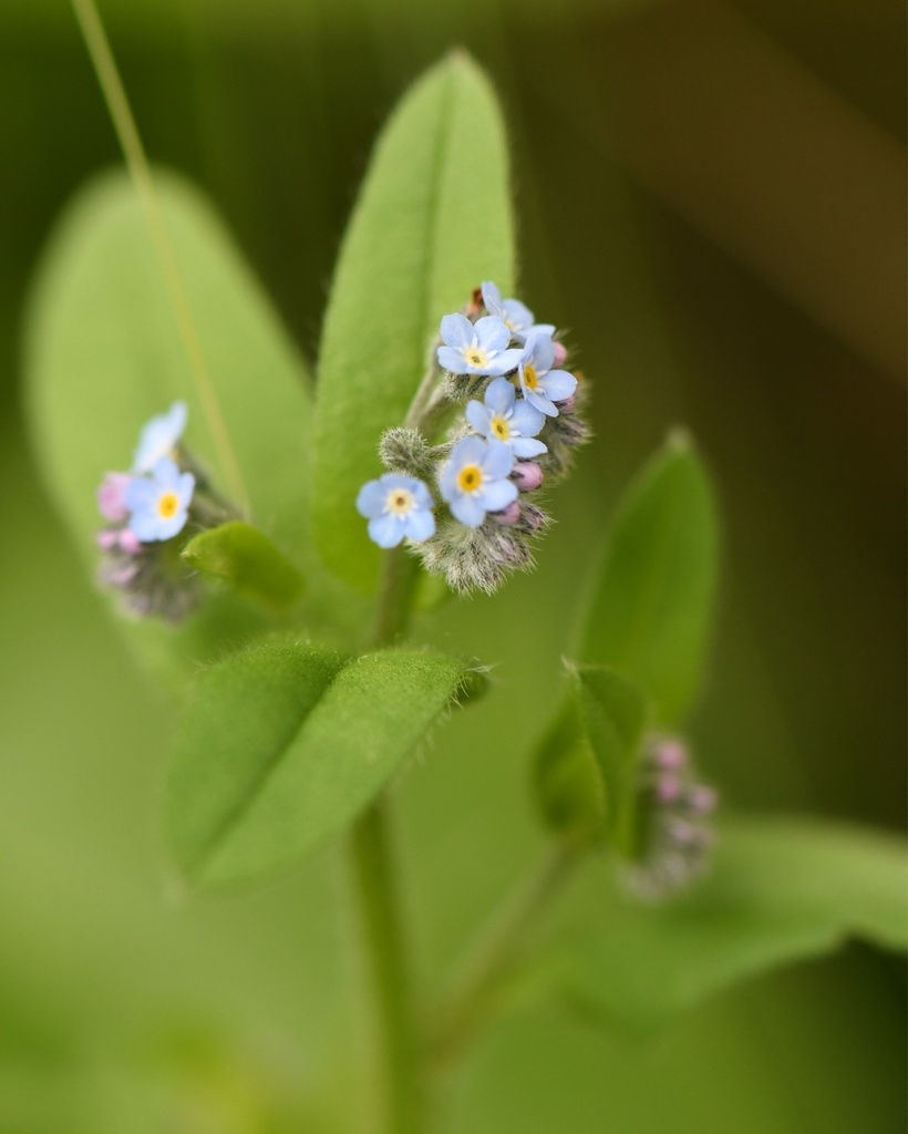 [BIO] Myosotis scorpioïdes (Myosotis aquatique)