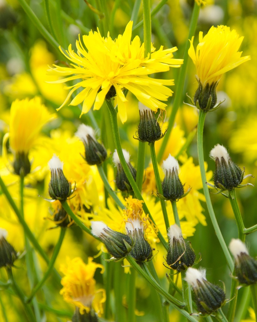 [BIO] Crepis biennis (Crépis des prés)