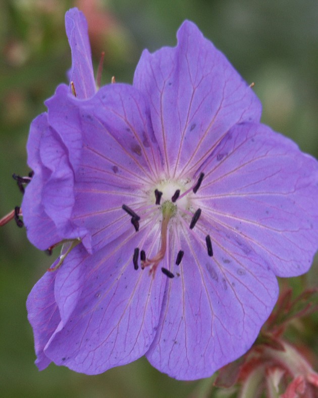 [BIO] Geranium pratense* (Géranium des prés)