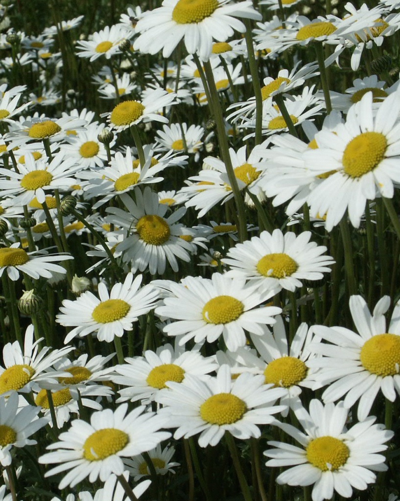 [BIO] Leucanthemum vulgare* (Marguerite des prés)