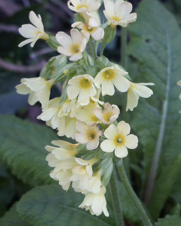 [BIO] Primula elatior (Primevère élevée)