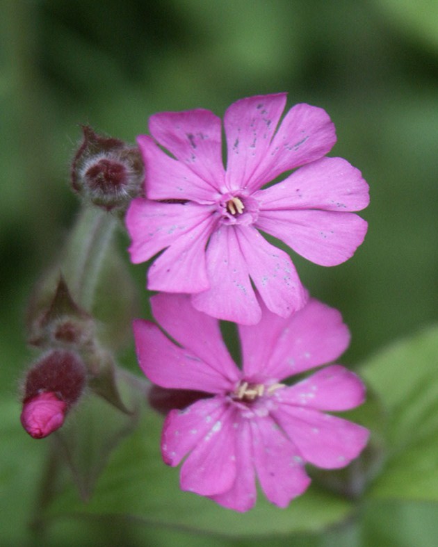 [BIO] Silene dioica (Compagnon rouge)