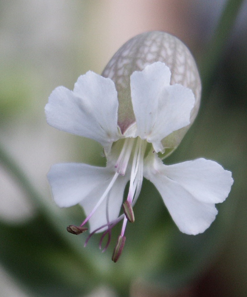 [BIO] Silene vulgaris (Silène enflé)