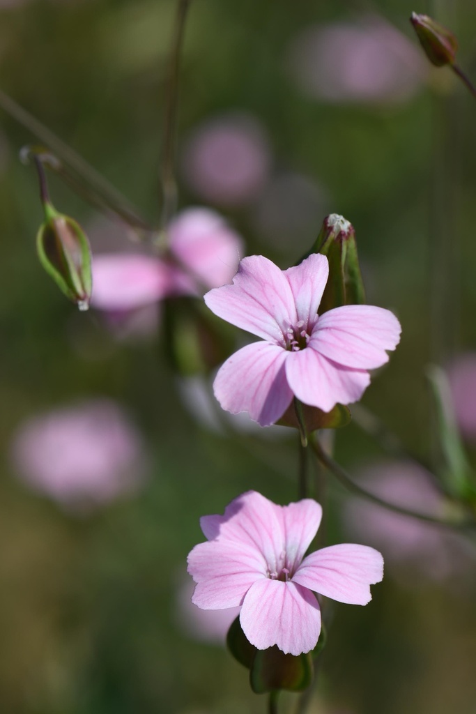 [BIO] Vaccaria hispanica (Vaccaire d'Espagne)