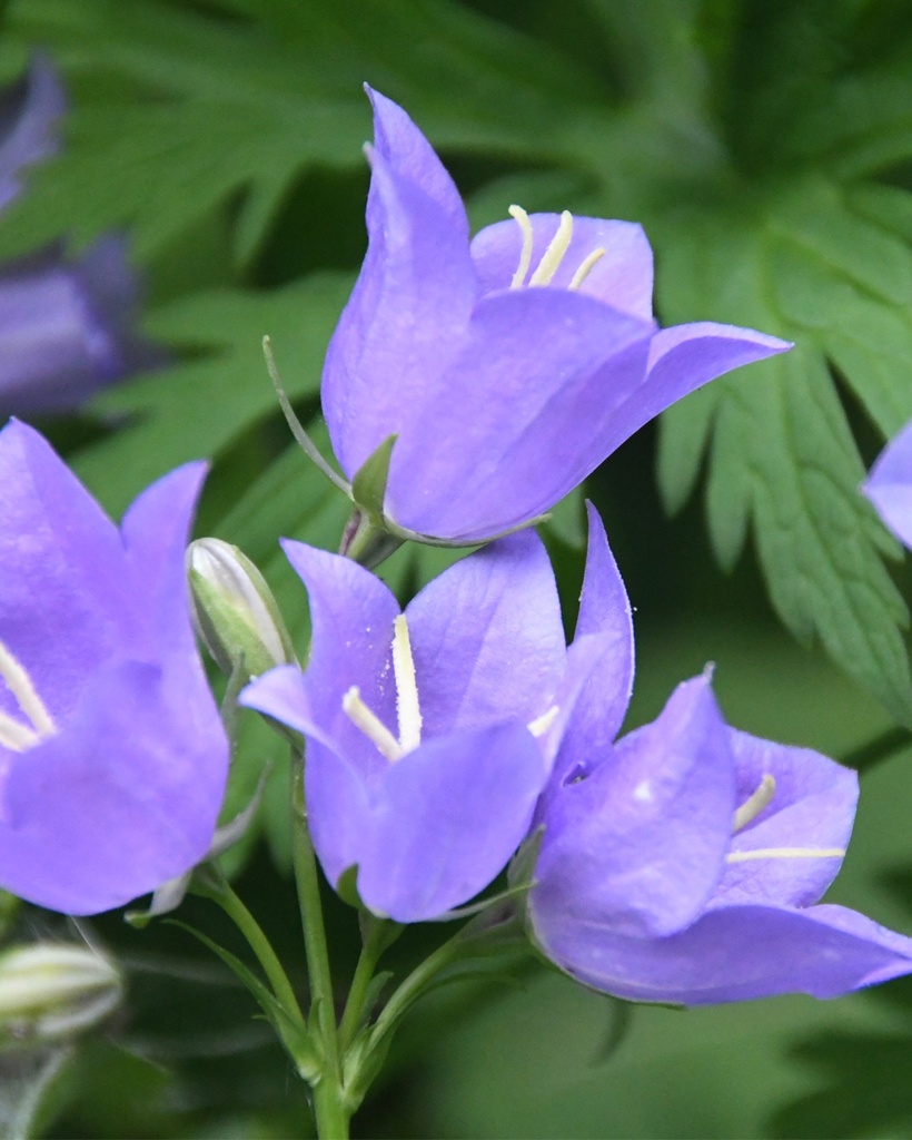 [BIO] Campanula persicifolia* (Campanule à feuilles de pêcher)