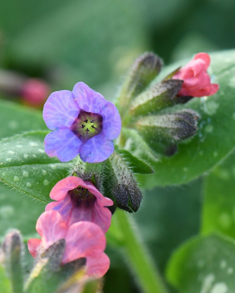 [BIO] Pulmonaria officinalis (Pulmonaire officinale)