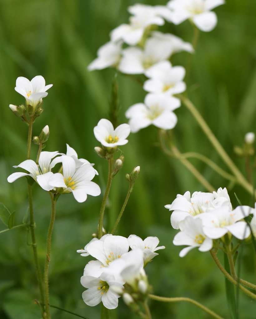 [BIO] Saxifraga granulata (Saxifrage granulée)