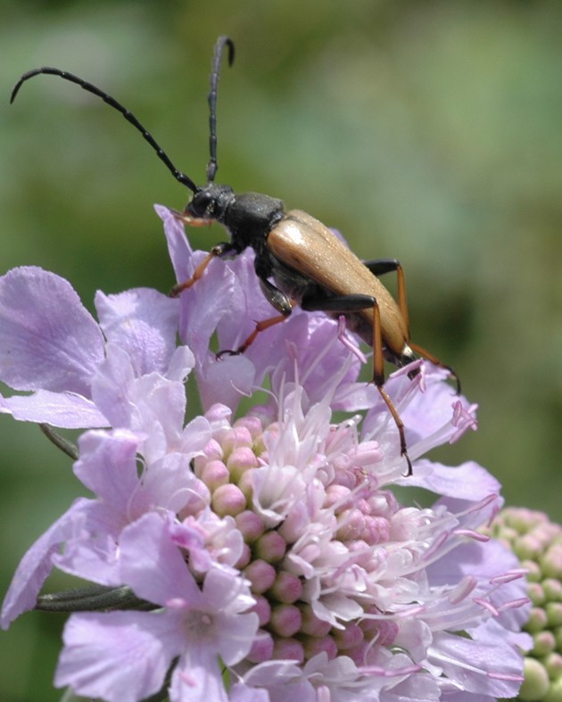 [BIO] Scabiosa columbaria (Scabieuse colombaire)