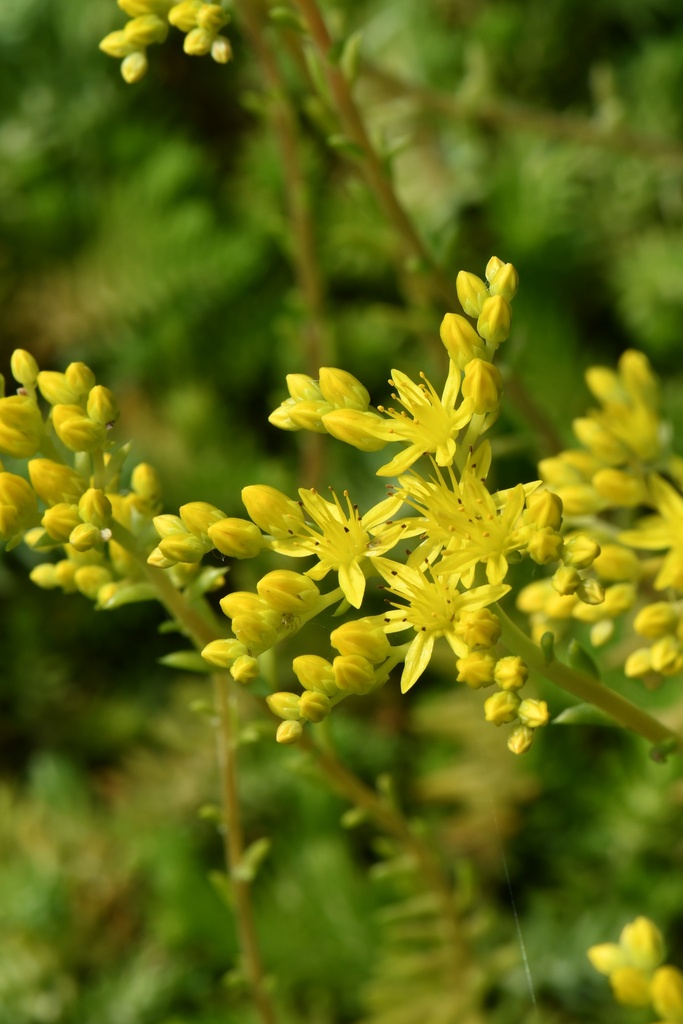 [BIO] Sedum rupestre (Orpin rupestre)