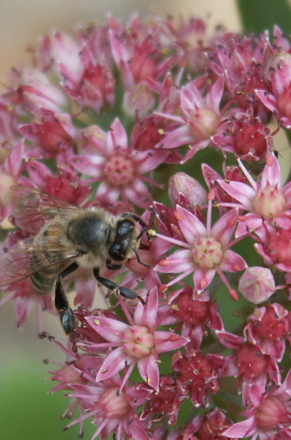 [BIO] Sedum telephium (Herbe à la coupure)