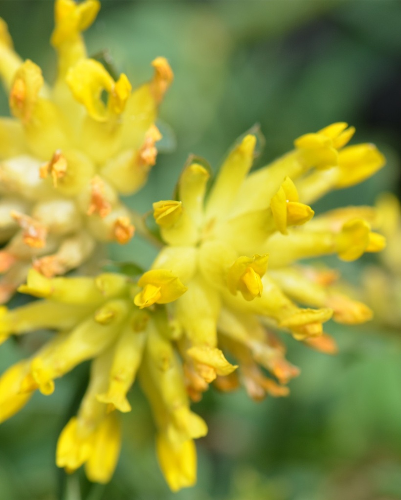 [BIO] Anthyllis vulneraria (Vulnéraire)