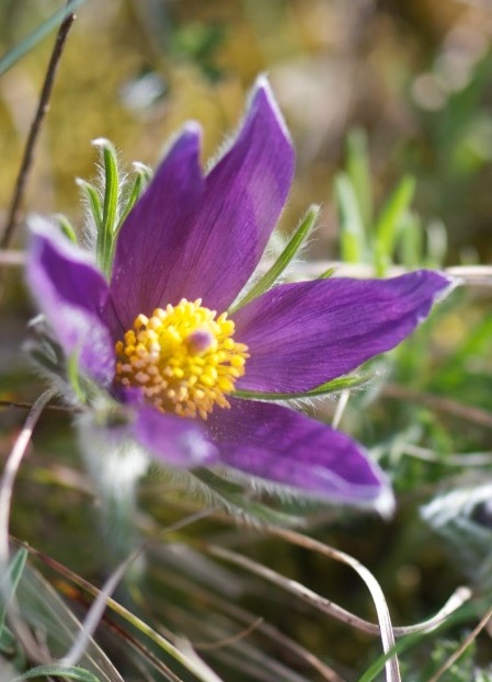 [BIO] Pulsatilla vulgaris (Anémone pulsatille)