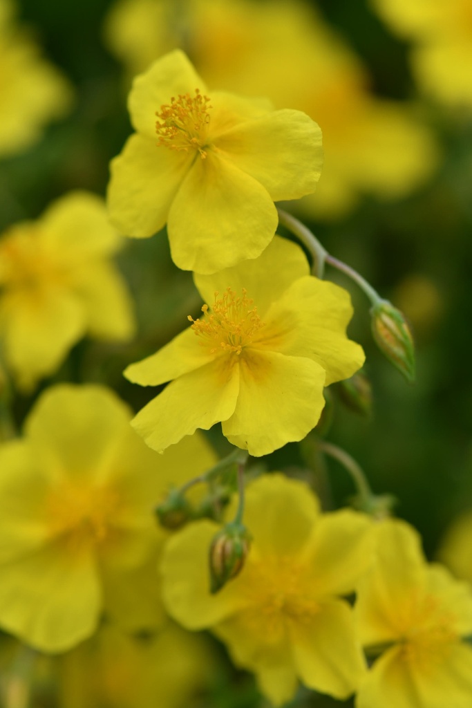 [BIO] Helianthemum nummularium (Hélianthème jaune)