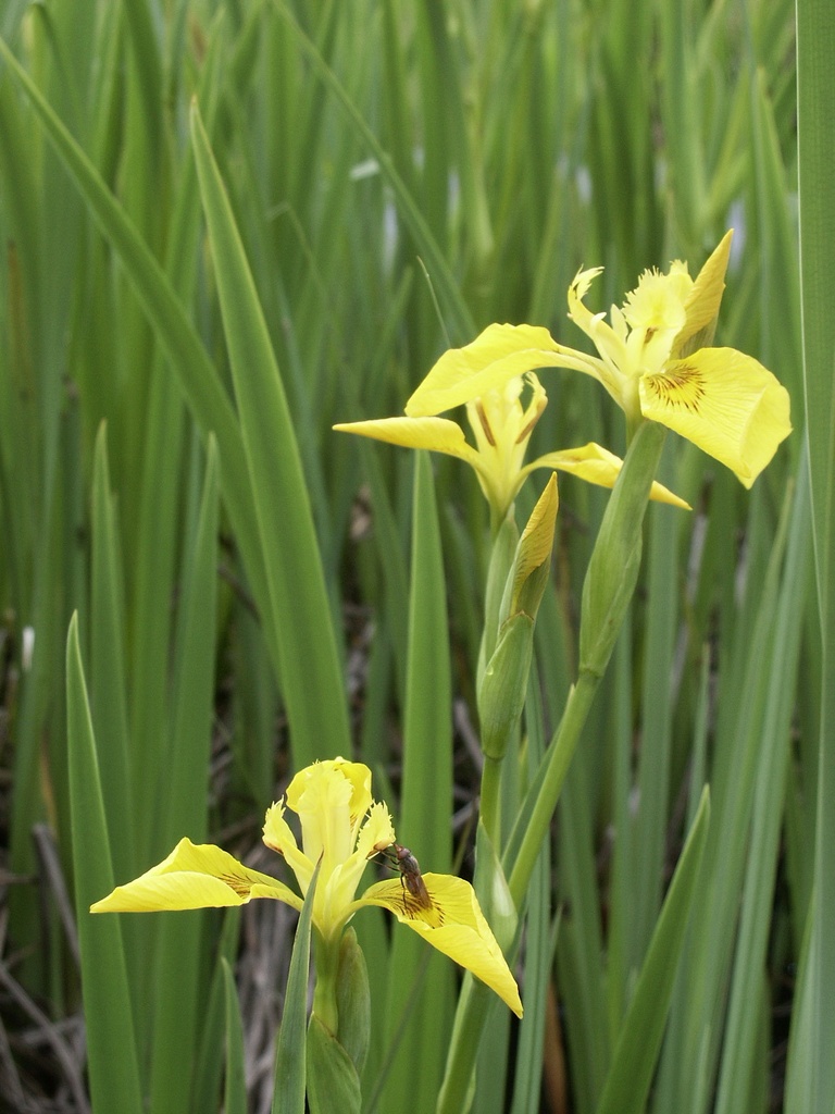 [BIO] Iris pseudacorus (Iris jaune)