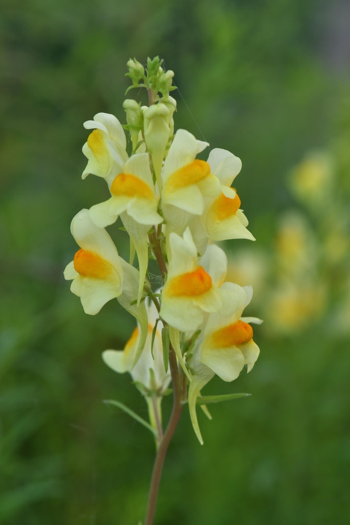 [BIO] Linaria vulgaris (Linaire commune)