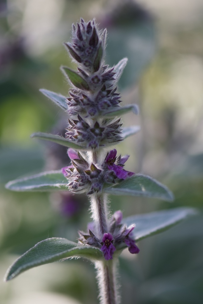 [BIO] Stachys alpina (Epiaire des alpes)