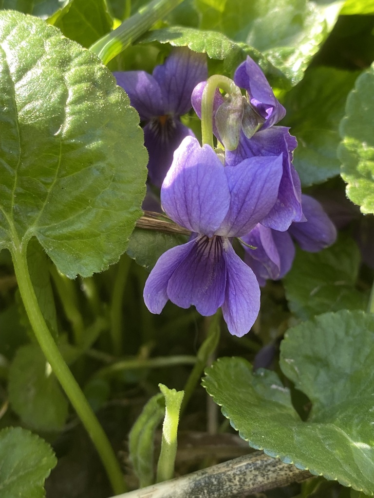 [BIO] Viola odorata (Violette odorante)