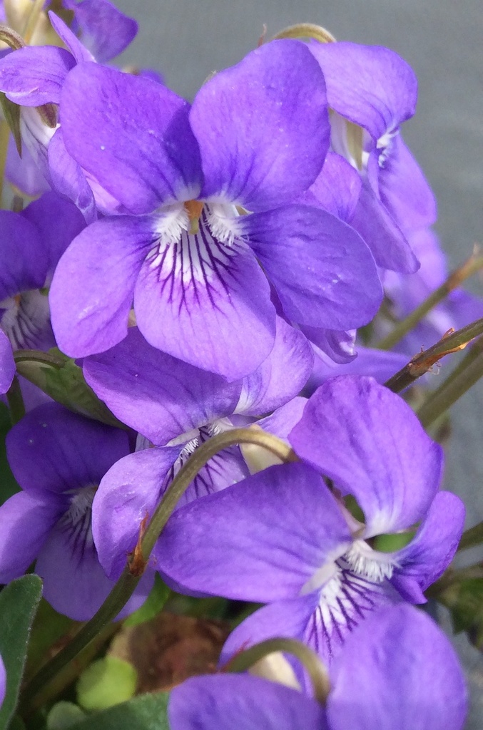Viola reichenbachiana (Violette des bois)