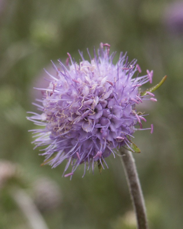 [BIO] Succisa pratensis (Succise des prés - print.)