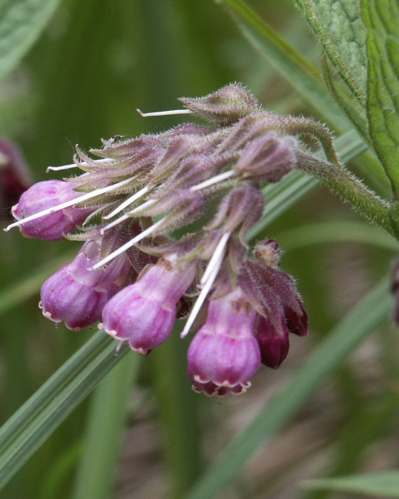 [BIO] Symphytum officinalis (Consoude officinale)