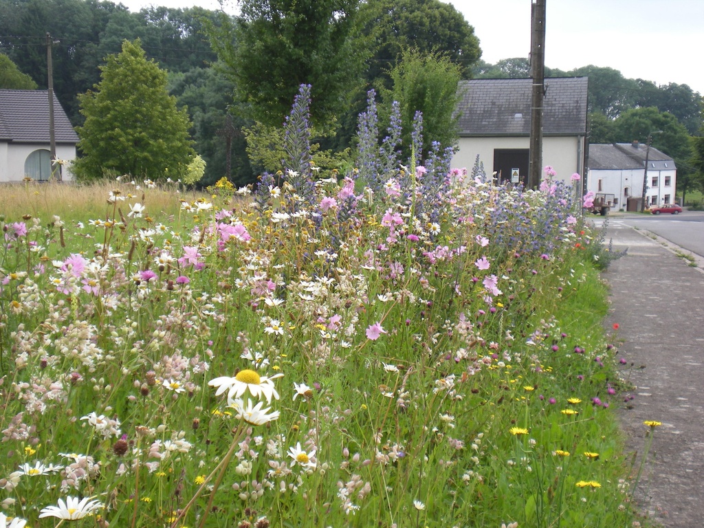 Mélange fleurs sauvages pures