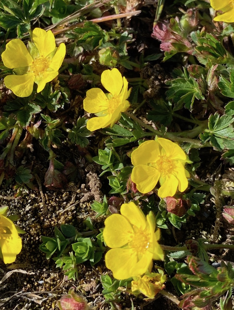 [BIO] Potentilla verna (Potentille printanière)