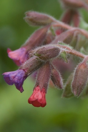 [BIO] Pulmonaria montana (Pulmonaire des montagnes)