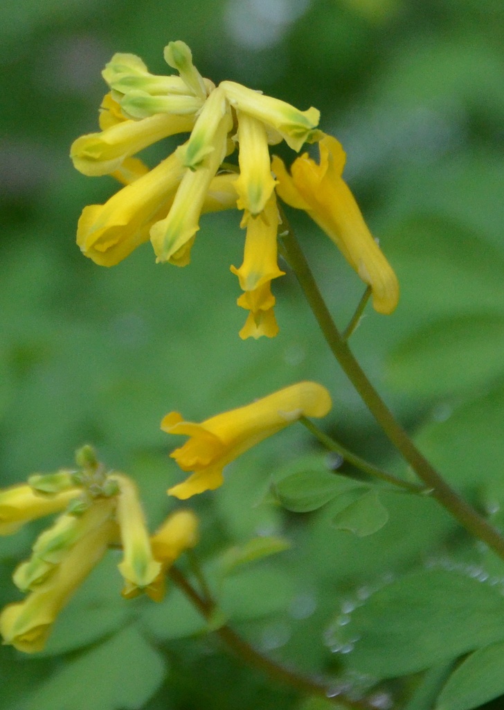 Pseudofumaria lutea (Corydale jaune)