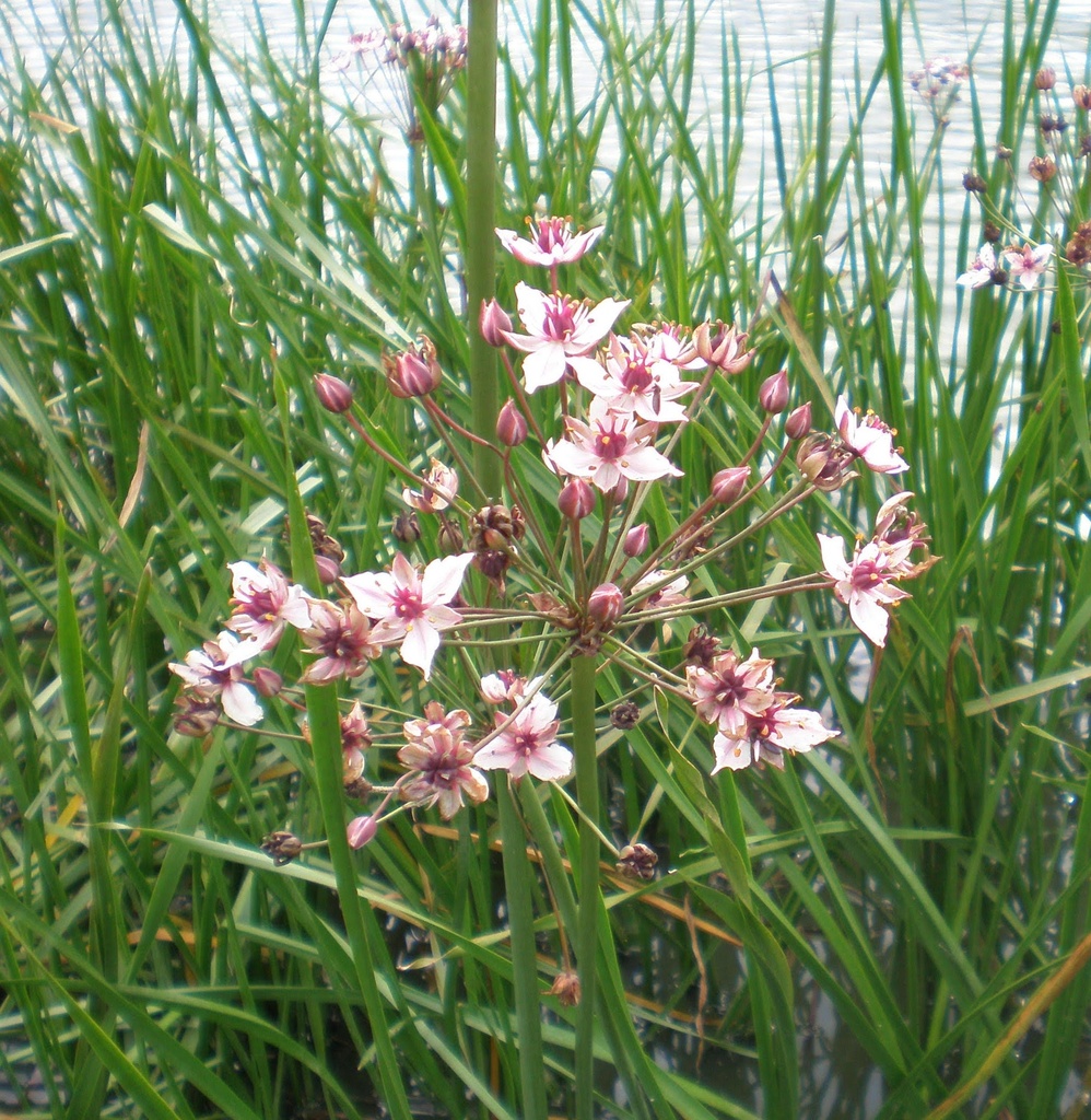 Butomus umbellatus (Jonc fleuri)