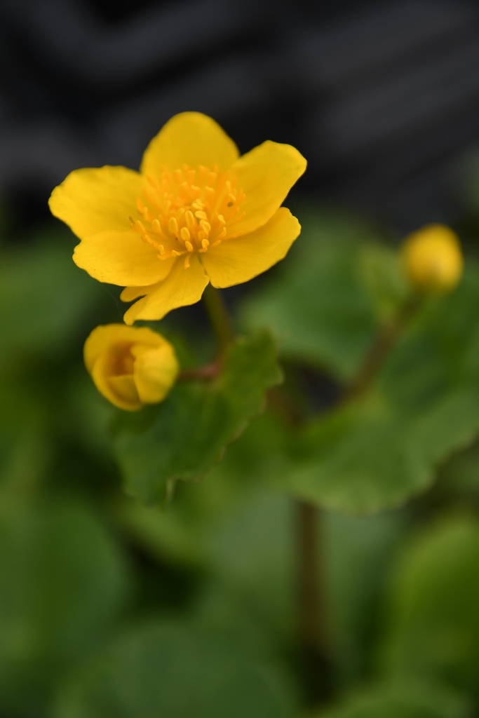 [BIO] Caltha palustris (Populage des marais)