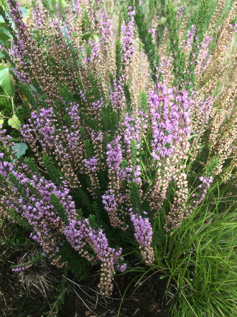 [BIO] Calluna vulgaris (Callune fausse bruyère)