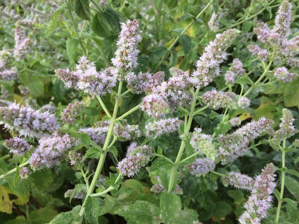 [BIO] Mentha suaveolens (Menthe odorante)