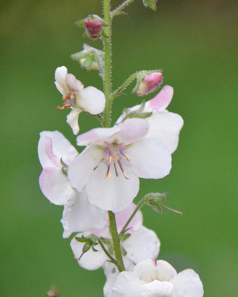 [BIO] Verbascum blattaria (Molène blattaire)