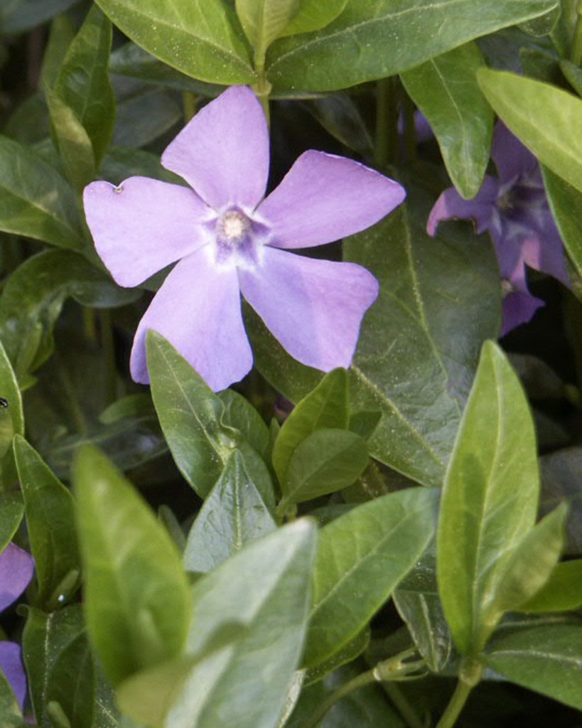 [BIO] Vinca minor (Pervenche)