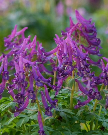 Corydalis cava (Corydale creuse)