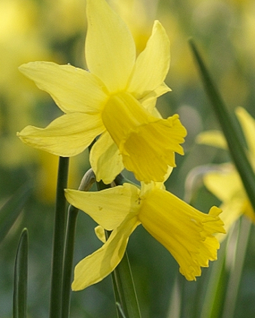 Narcissus pseudonarcissus