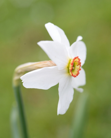 Narcissus poeticus/recurvus (Narcisse des poètes)