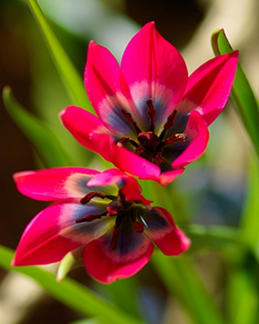 Tulipa 'little beauty'