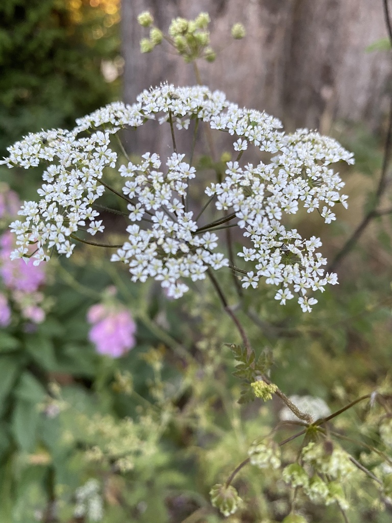 Chaerophyllum temulum (Cerfeuil penché)