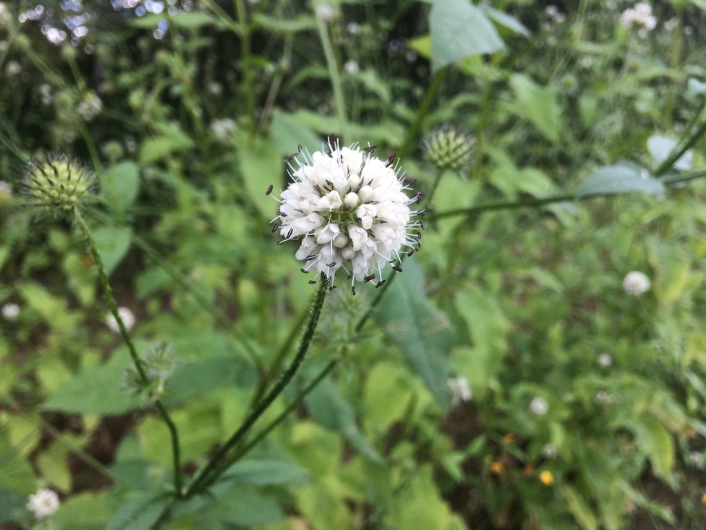 Dipsacus pilosus (Cardère velue)